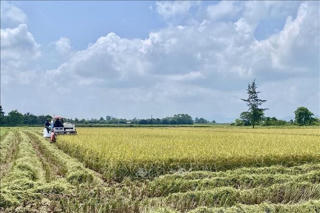 Lợi ích lớn từ sản xuất lúa theo hướng hữu cơ