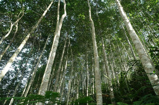 Giao dịch tín chỉ carbon: Những loại rừng nào được giá?