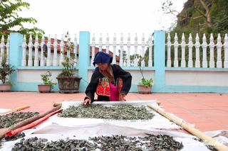 Người Dao gìn giữ bài thuốc nam cổ truyền