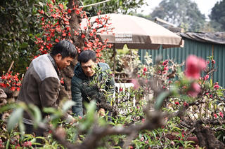 'Đào tiến vua' nằm phòng điều hòa, chờ nở đúng dịp Tết