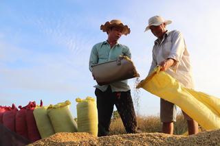 Hạt gạo Việt Nam