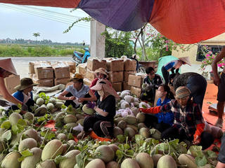 Hải Phòng: Kêu gọi ‘giải cứu’ dưa lưới trước bão