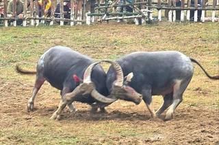 Hàng vạn du khách dự khai mạc Lễ hội Chọi trâu Hải Lựu