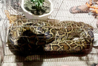 Phát hiện cá thể trăn đất nặng khoảng 45 kg đang vào vườn ăn gà