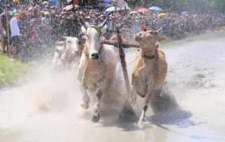 Tưng bừng Hội đua bò Bảy Núi