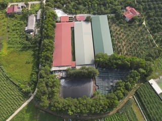 Khốn khổ vì trại lợn