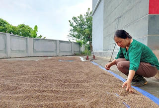 Cấp bách phát triển thương hiệu nông sản