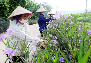 Những khu dân cư sáng, xanh, sạch đẹp ở Vĩnh Phúc