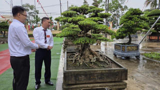 Phường Vị Khê (Ninh Bình): Phát triển ‘kinh tế xanh’ từ nghề cây cảnh truyền thống