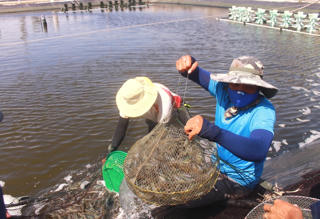 Ngành tôm tìm cách vượt khó