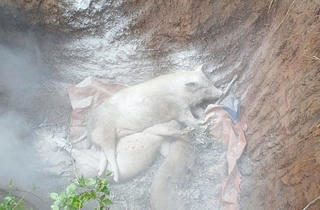 Quảng Trị: Tiêu hủy hàng ngàn con lợn để kiểm soát dịch tả châu Phi