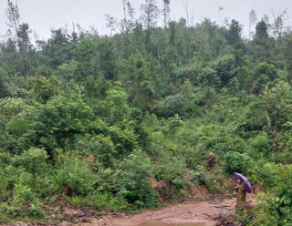 Thừa Thiên - Huế: Khai thác gỗ rừng trái phép, một người bị phạt 85 triệu đồng