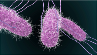 Ngộ độc thực phẩm tiệc trung thu tại chung cư Palm Heights: Có 2 trẻ người Nga bị nhiễm vi khuẩn Salmonella spp