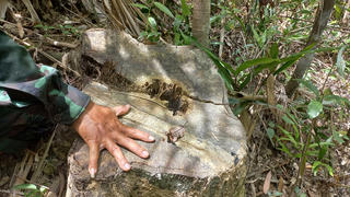 Thừa Thiên - Huế: Gỗ lớn trong rừng phòng hộ bị đốn hạ