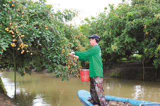 Thanh nhãn ‘xuất ngoại’