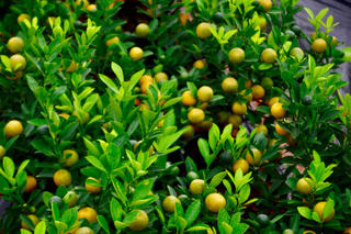 Kinh tế khó khăn, bưởi bonsai bán chậm, quất cảnh "lên ngôi"