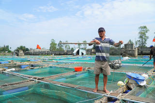 Quảng Nam: Gần 300 tấn cá nuôi lồng bè bị chết