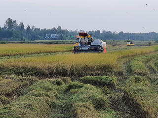Bạc Liêu: Diện tích bao tiêu lúa gạo theo chuỗi giá trị hơn 100.000 ha