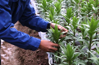 Người trồng hoa ly Tết thấp thỏm chờ thu hoạch