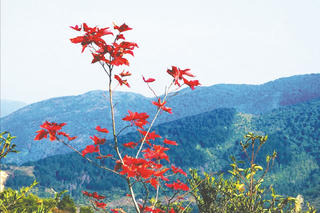 Chúng con chiến đấu cho Người sống mãi Việt Nam ơi