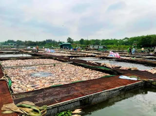 Hải Dương: Hơn 900 tấn cá chết không do dịch bệnh