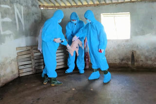 Chăn nuôi gặp khó vì dịch