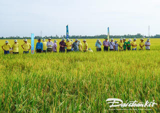 Hiệu quả mô hình canh tác lúa chất lượng cao, phát thải thấp