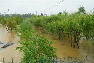 Làng tôi chạy lũ