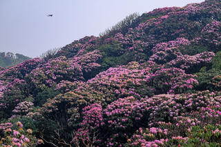 Ngẩn ngơ, lạc lối ở “vương quốc” hoa Đỗ quyên
