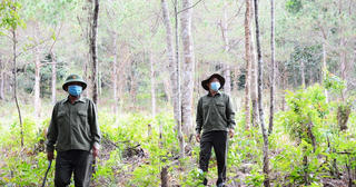 Gia Lai: Kỷ luật nhiều nhân viên quản lý, bảo vệ rừng