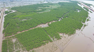 Lá chắn xanh nơi cửa biển