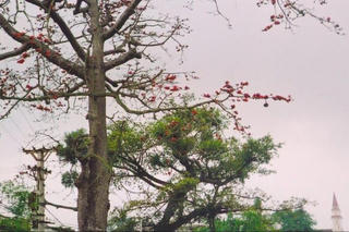 Hoa gạo đốt lòng tôi…