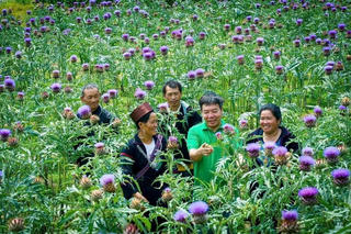 Sapa - Lào Cai: Tái cơ cấu nông nghiệp, trồng cây ăn quả và dược liệu