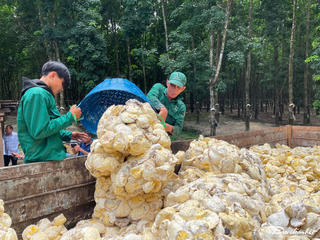 Hành trình vươn xa của cây cao su Việt Bài 1: Gần 20 năm bén duyên trên xứ 'Chùa Tháp'