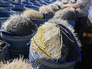 Ngăn thực phẩm “ngậm” hóa chất lọt vào bữa ăn của người dân