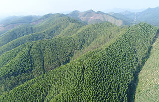 Hàng trăm ha đất do Công ty Lâm nghiệp Đông Bắc quản lý bị lấn chiếm