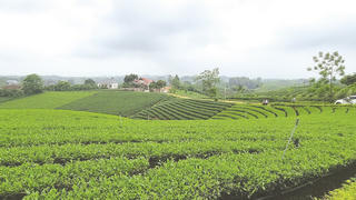 Từ cây xóa đói thành mặt hàng tỷ đô