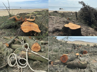 Hà Tĩnh: Đình chỉ hoạt động khai thác phi lao trên rừng phòng hộ ven biển