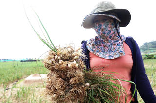 Lý Sơn mất mùa tỏi