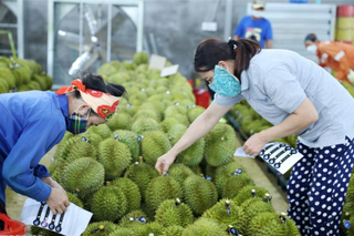 Thay đổi tư duy để định vị thương hiệu sầu riêng