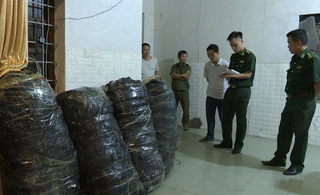 Liều lĩnh giấu hàng trăm kilogam cần sa trong ô tô và phòng trọ