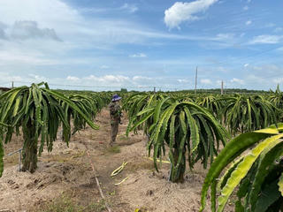 Bà Rịa – Vũng Tàu: Nông dân lo lắng vì giá thanh long giảm sâu