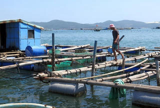 Kiểm soát chặt việc sử dụng kháng sinh trong nuôi trồng thủy sản