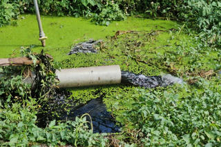 Thanh Hóa: Hai chủ trại lợn bị phạt hơn 1 tỷ đồng vì gây ô nhiễm