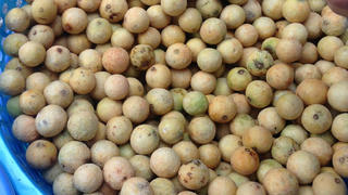 Mùa sấu chín