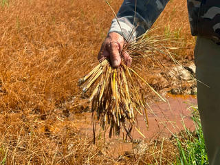 Hà Tĩnh: Điều tra sự cố tràn dầu làm chết lúa của dân