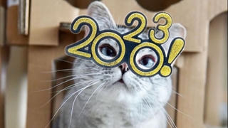 Những chú mèo giàu nhất thế giới