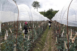 Mù Cang Chải khơi dậy khát vọng thoát nghèo