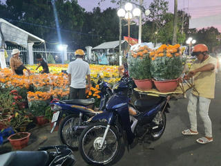 Chở hoa Tết, đút túi tiền triệu mỗi ngày