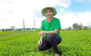 Bột rau má Củ Chi, vươn ra thế giới